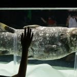 Menengok Ikan Coelacanth, Ikan Purba di Perairan Sulawesi