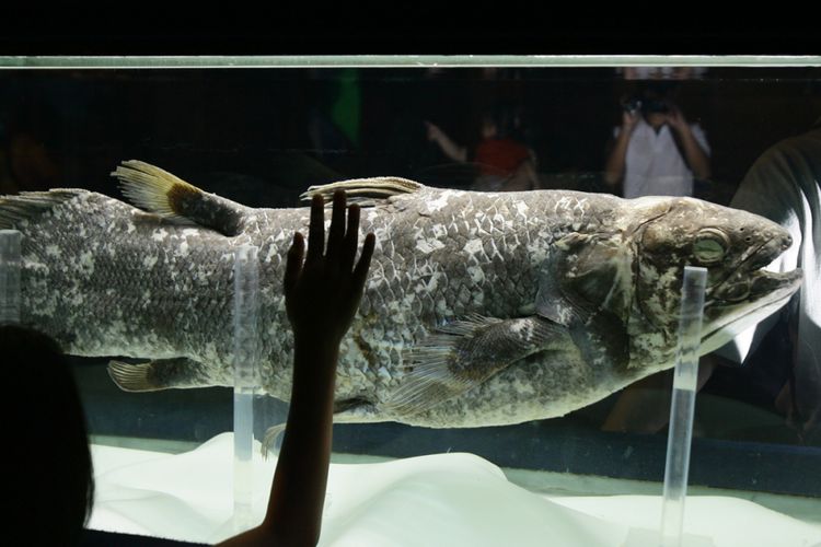 Ikan Coelacanth