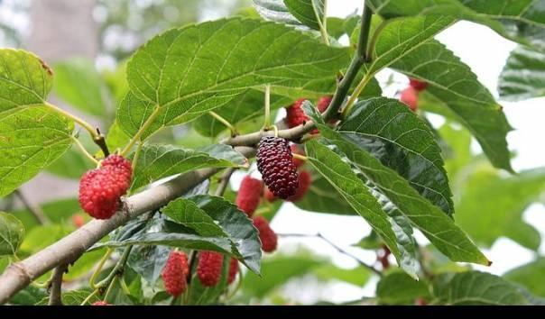 buah murbei tanaman liar yang bisa dimakan