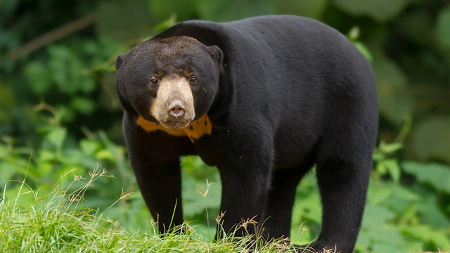 beruang madu